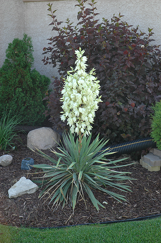 Small Soapweed (Yucca glauca) at Salisbury Greenhouse and Landscaping