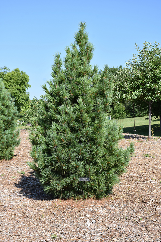 Chalet Swiss Stone Pine (Pinus cembra 'Chalet') in Edmonton Sherwood